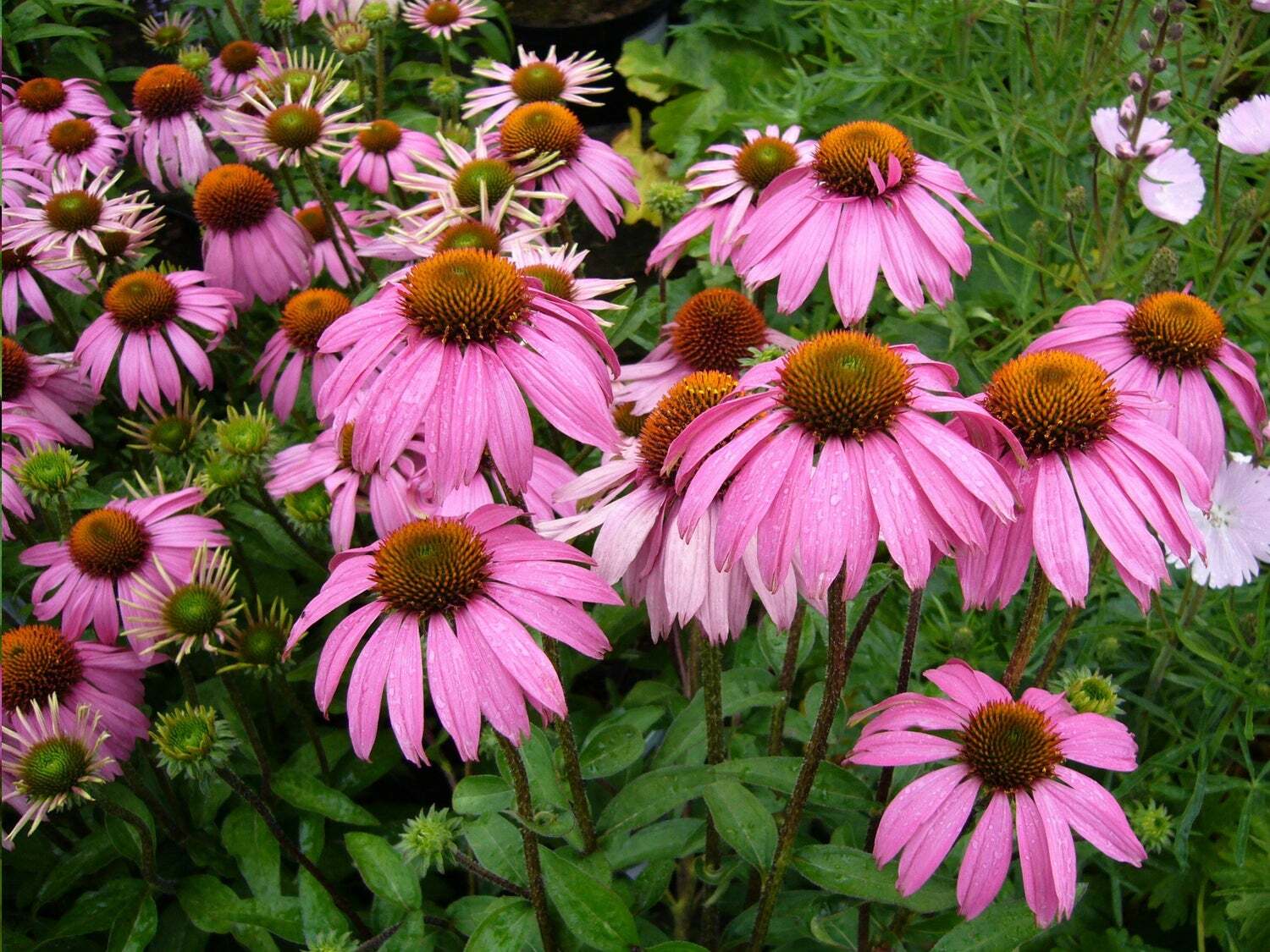 Echinacea Flower Nectar Seeds Settler Hives