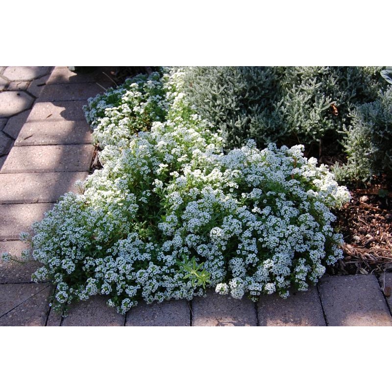 Alyssum (Carpet of Snow) Edible Flower Seeds Settler Hives