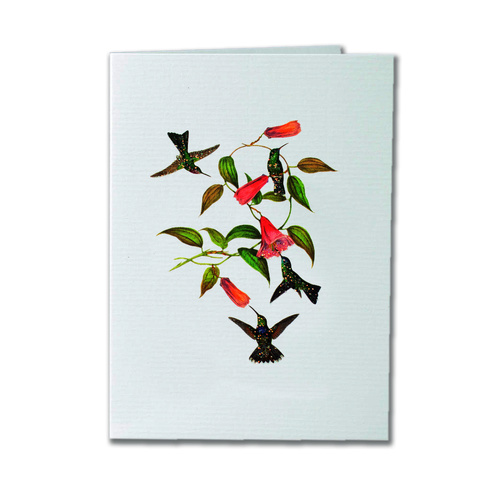 Hummingbirds - Greeting Card