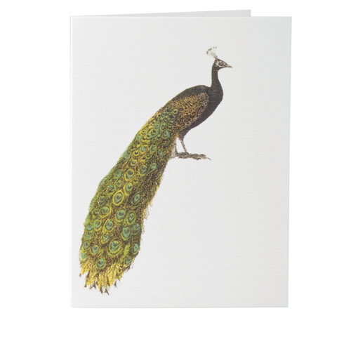 Peacock - Greeting Card